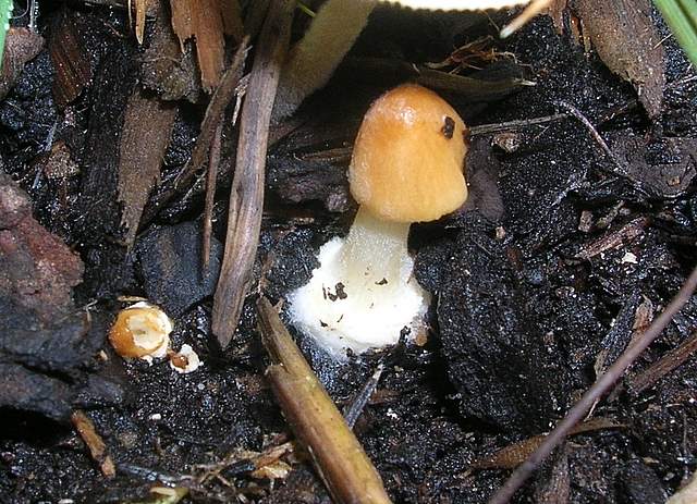 Conocybe hornana     Singer & Hausknecht